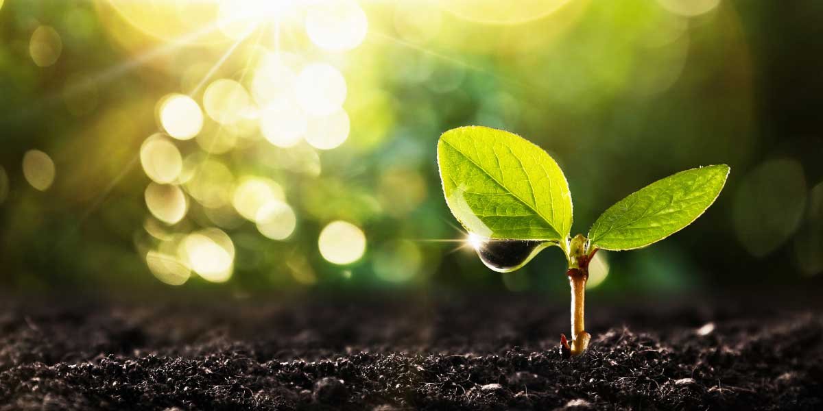 plant based vitamins