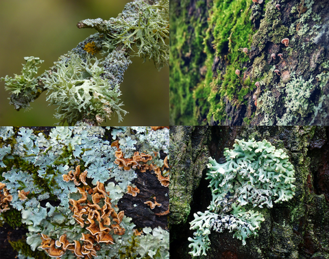 vitamin d3 from lichen